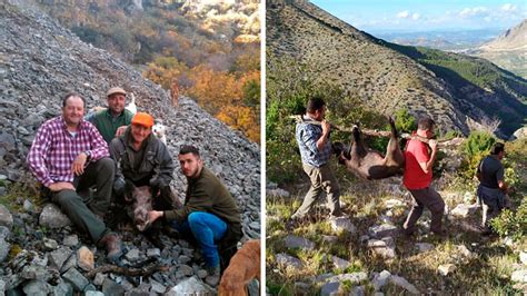 Caza al salto de grandes jabalíes con podencos andaluces